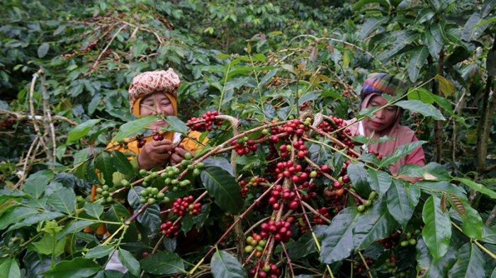 インドネシア　スマトラ島マンデリン・アチェ・アビシニア・ティムティム　深煎(フレンチロースト)